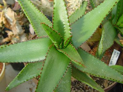 Aloe Macroclada Stem Cell Activation Capsules and Powder