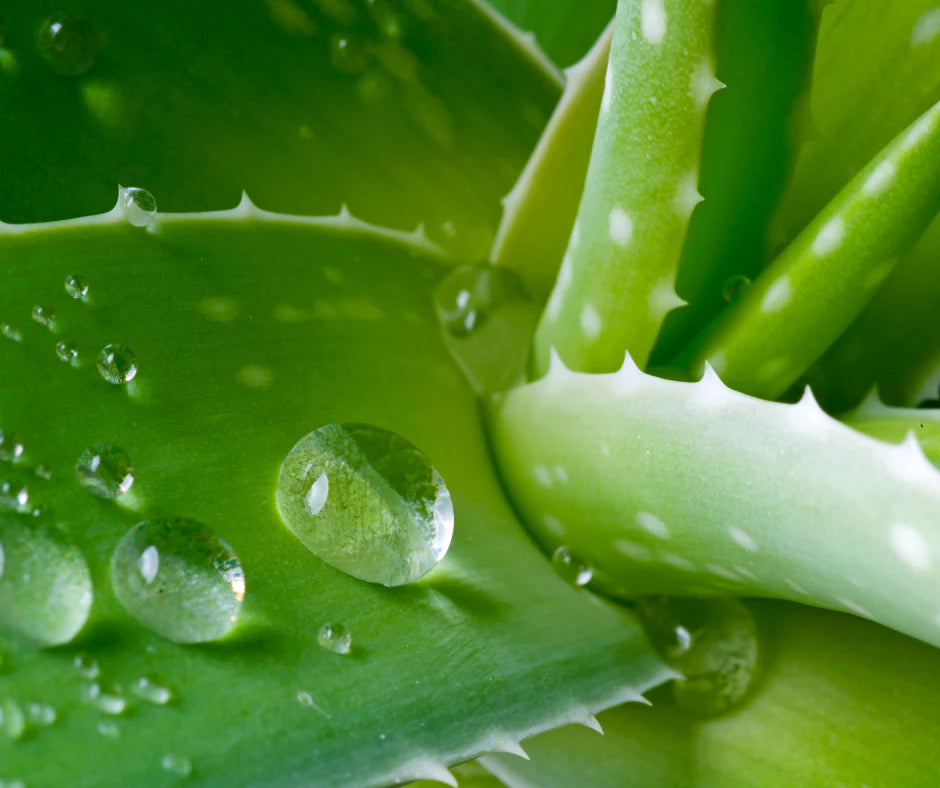 Aloe Macroclada Stem Cell Activation Capsules and Powder